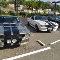 mustang 